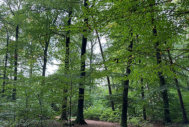 Friedwald
