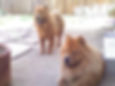 Rosa and Rosie