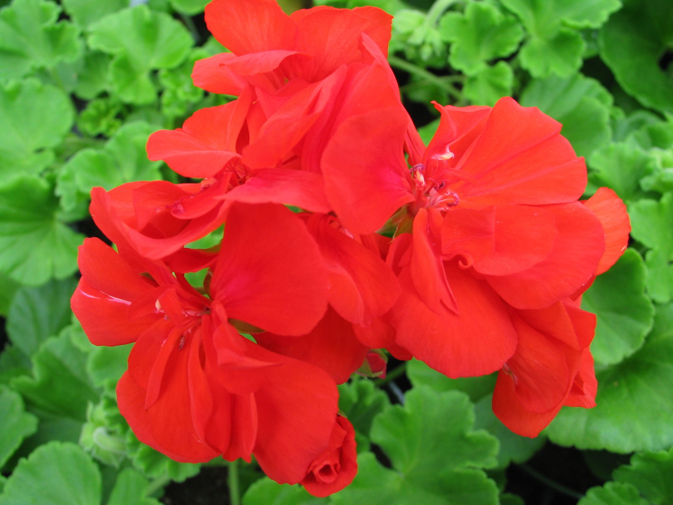 Géranium Calliopé Médium