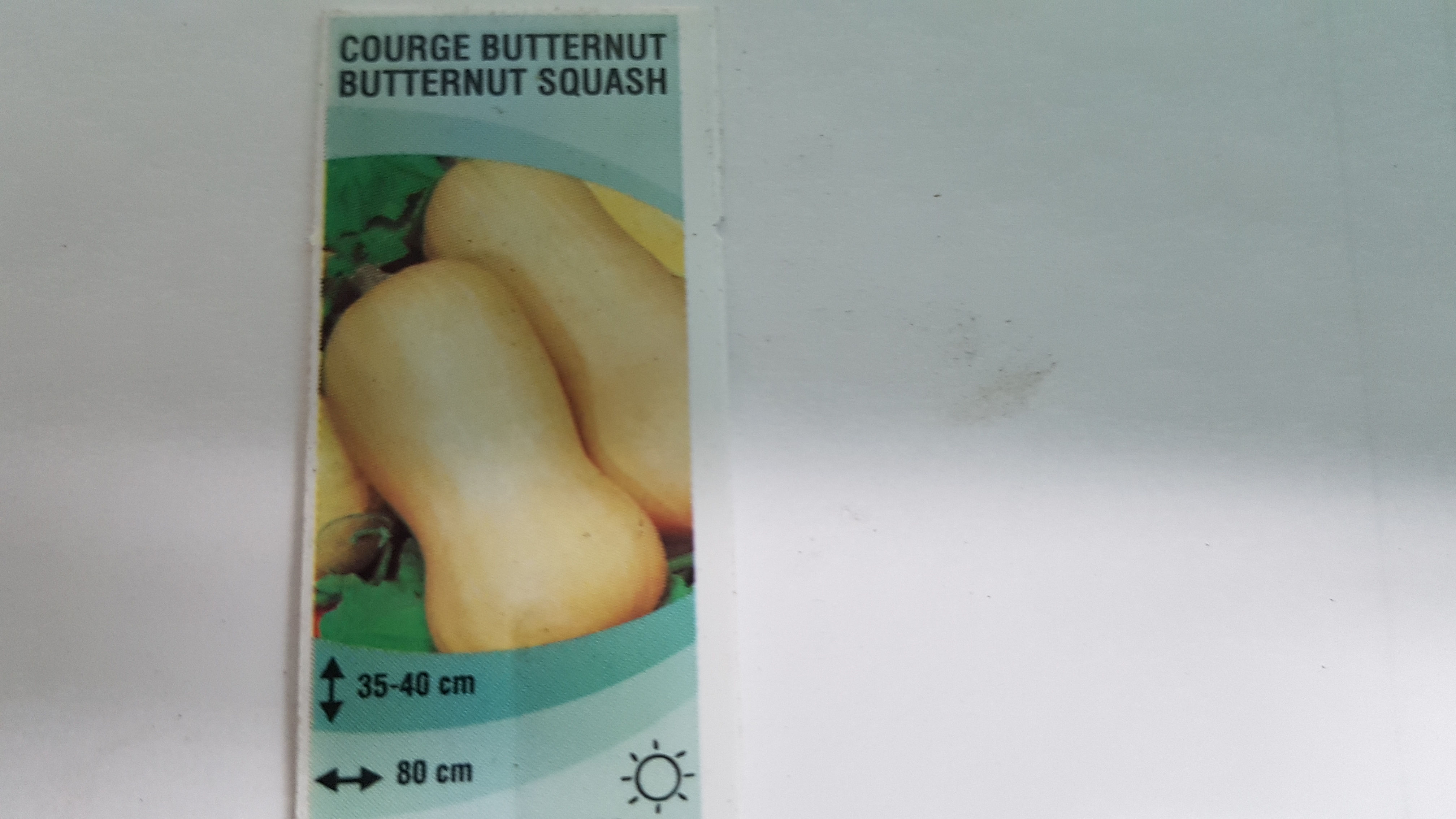 Courge butternut