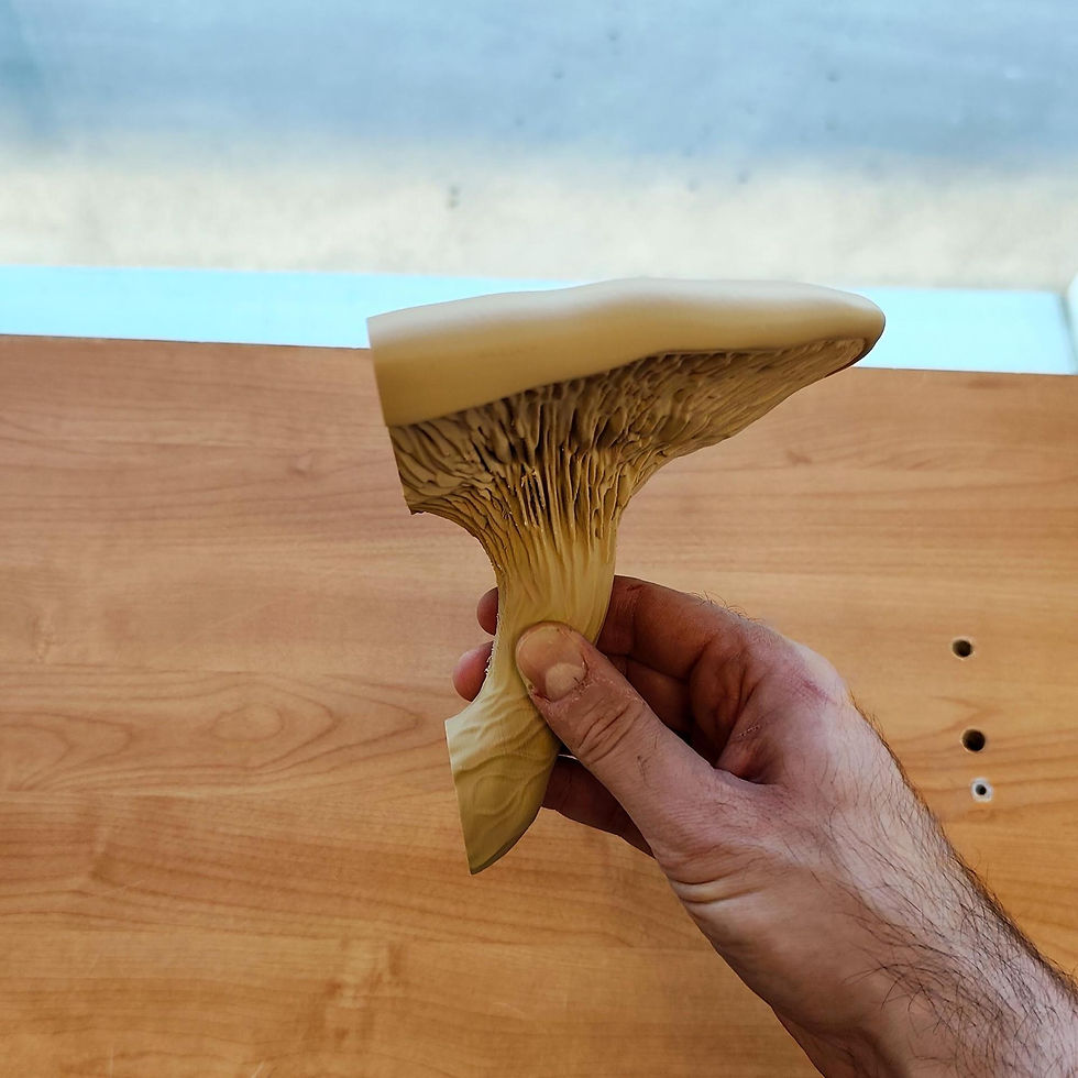 Miniaturbild: Pilz-Wandregal