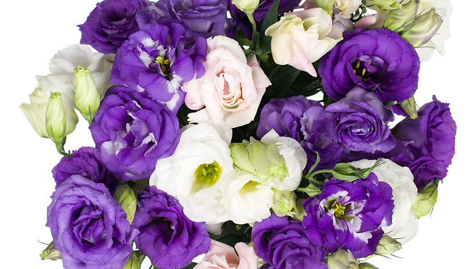 DL Lisianthus Mix CB 5st