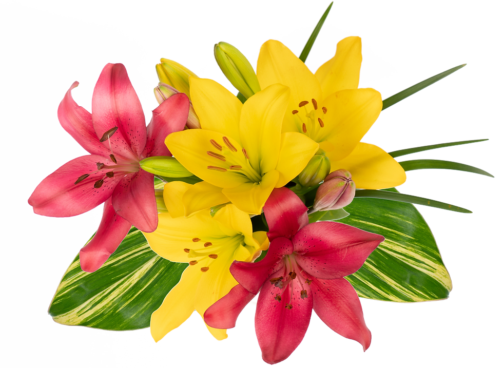 Miniatura: Tropical Escape LA Enhanced Bunch