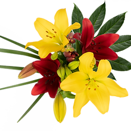 Chinese New Year LA Enhanced Bunch