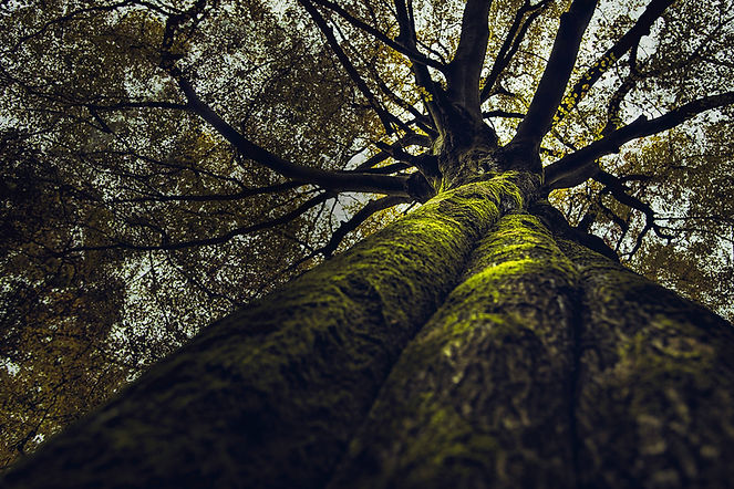 beau-resultat-grand-vieil-arbre-epais-poussant-dans-foret.jpg