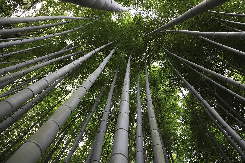 20110826_Moso-bamboo-WEB.jpg