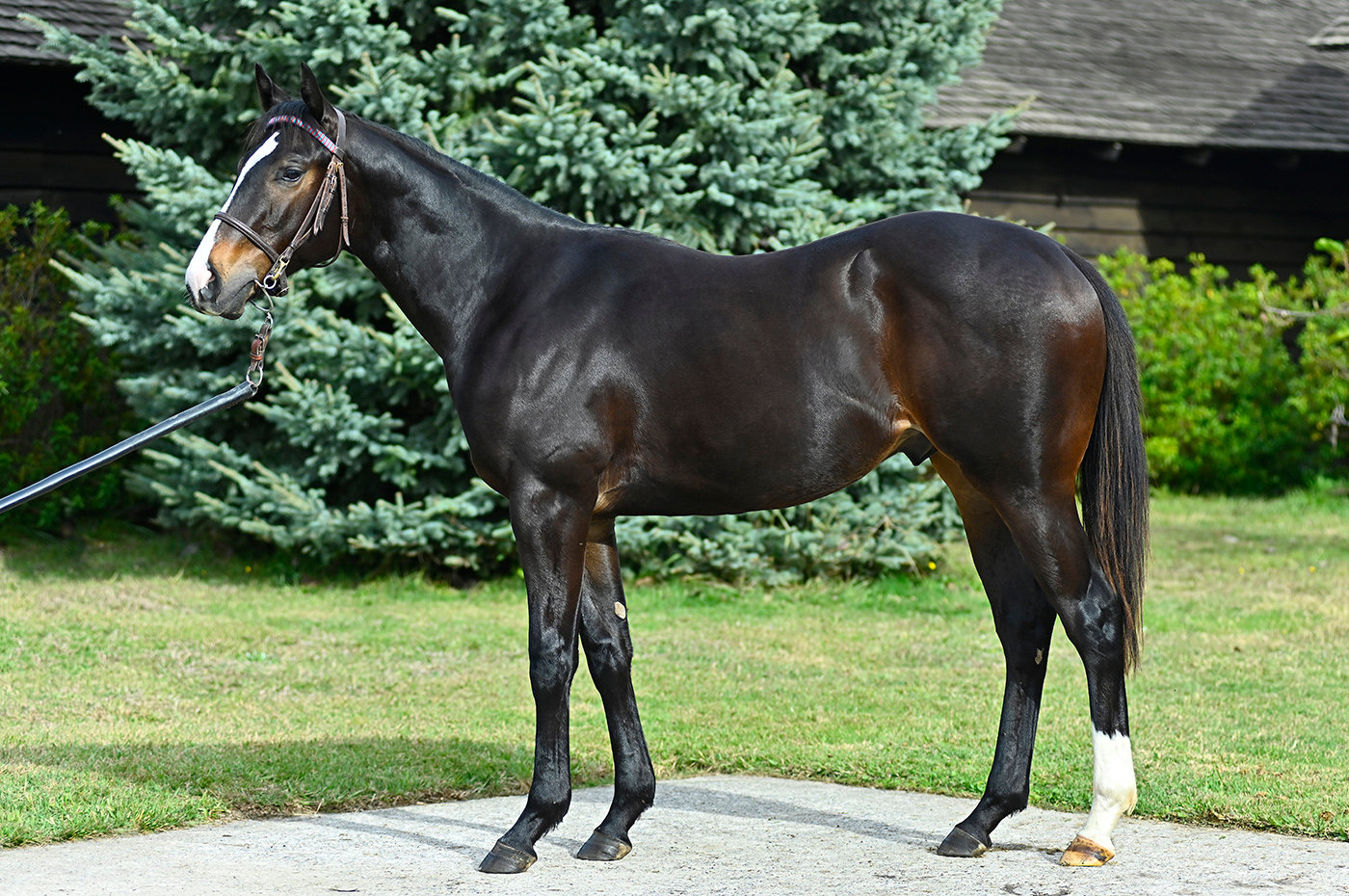 KETRO CLASSIC EMPIRE y KOYA por LOOKIN AT LUCKY
