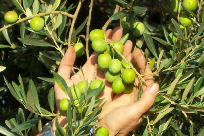 foto olio 014.jpg