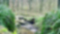 naturopathe-yvelines-sabrina-viard.jpeg