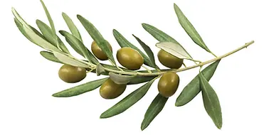 olive_2048x2048.webp