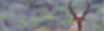 PronghornStrip2.jpg