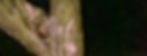 DSC_0388_edited.jpg
