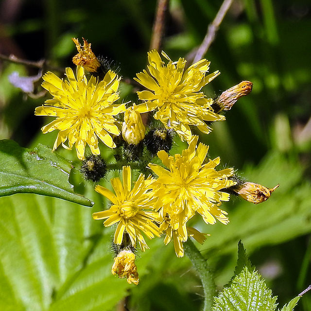 Yellow Hawkweed at Clear Creek Metro Park Cemetery Ridge Trail