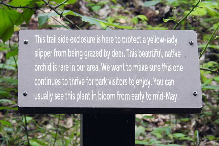 Yellow Lady Slipper Orchid at Clear Creek Metro Park