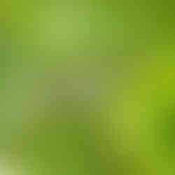 Red Eyed Vireo at Caesar Creek State Park in Wilmington Ohio