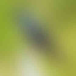 Tree Swallow at Pickerington Ponds Metro Park Yellowlegs Trail