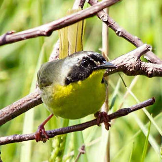 Common yellowthroat warbler on small limb at Pickerington Ponds Metro Park