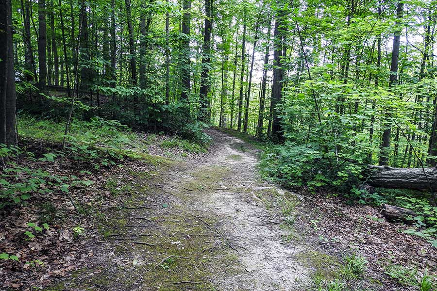 Shaded dirt trail winds through a dense green forest at Punderson State Park.
