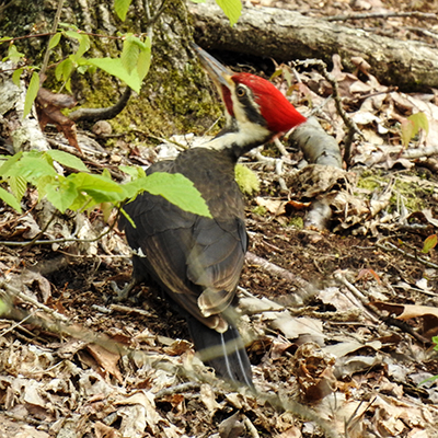 Pileated Woodpecker at Charles F. Alley Memorial Park aka Alley Park Lancaster Ohio