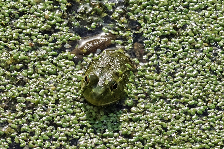 Bullfrog at Calamus Swamp Preserve in Circleville Ohio