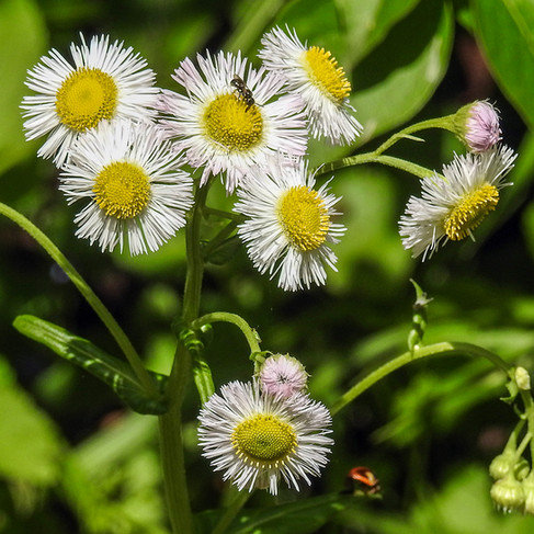 Aster Daisy Sycamore Creek park Arboretum Pickerington Ohio
