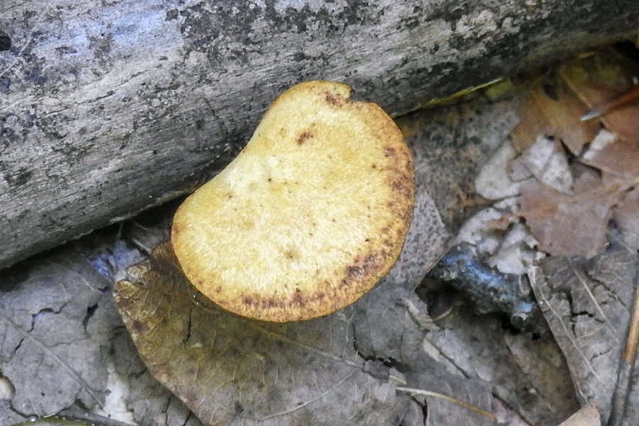 White Fungus Fungi at Charles F. Alley Memorial Park aka Alley Park Lancaster Ohio