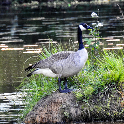 Canada Goose at Charles F. Alley Memorial Park aka Alley Park Lancaster Ohio
