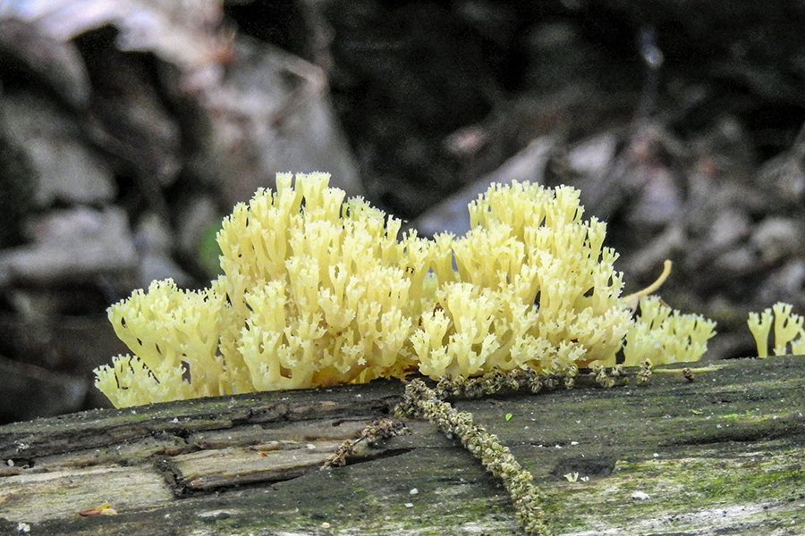 White Coral Fungus Fungi at Charles F. Alley Memorial Park aka Alley Park Lancaster Ohio