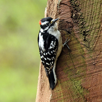 Downy Woodpecker at Charles F. Alley Memorial Park aka Alley Park Lancaster Ohio