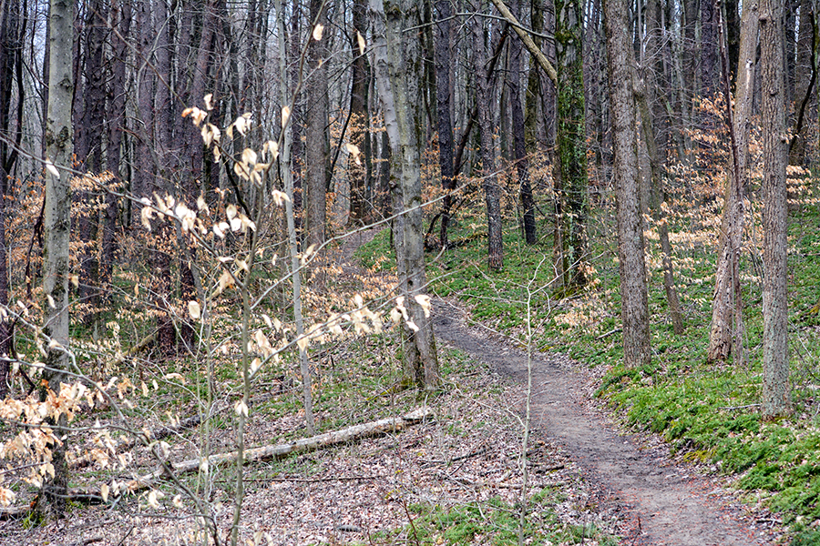 Buckeye Trail at Boch Hollow State Nature Preserve