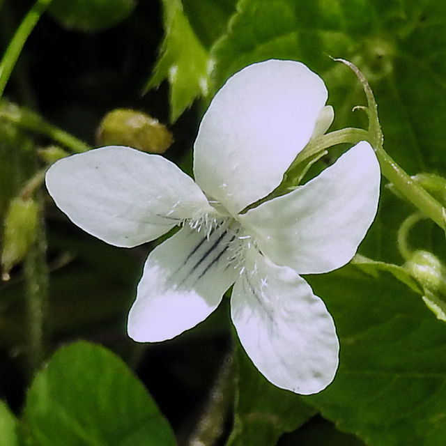 Sweet White Violet at Clear Creek Metro Park Cemetery Ridge Trail