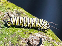 Monarch Caterpillar