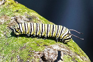 Monarch Caterpillar, Monarch Larvae 