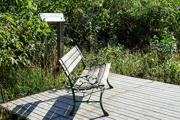 Bench on Boardwalk at Calamus Swamp Preserve in Circleville Ohio