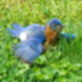 Eastern Bluebird