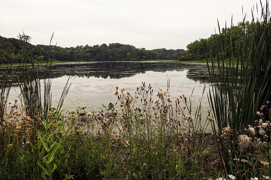 Wildflowers and tall grasses frame a calm lake view at Punderson State Park.