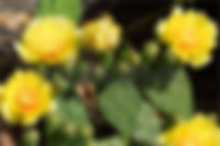 Prickly Pear Cactus Plant