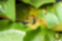 Frog on Water Lilies