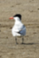 Caspian Tern Birding at Dillon State Park Campground