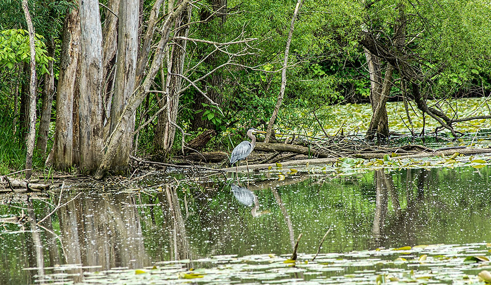 Fairfield Heritage Trail - Wetlands Lancaster Ohio Bike Path Great Blue Heron
