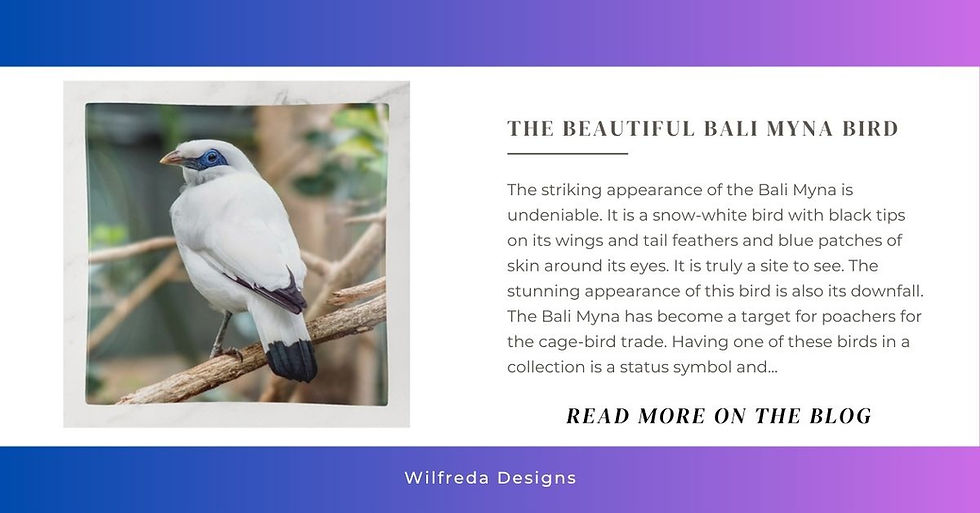 Bali myna bird artwork showing a white bird with blue eye patches perched on branches, featured across coordinated office and home decor items.