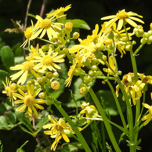 Golden Ragwort Packera aurea Sycamore Creek Park Arboretum Pickerington Ohio