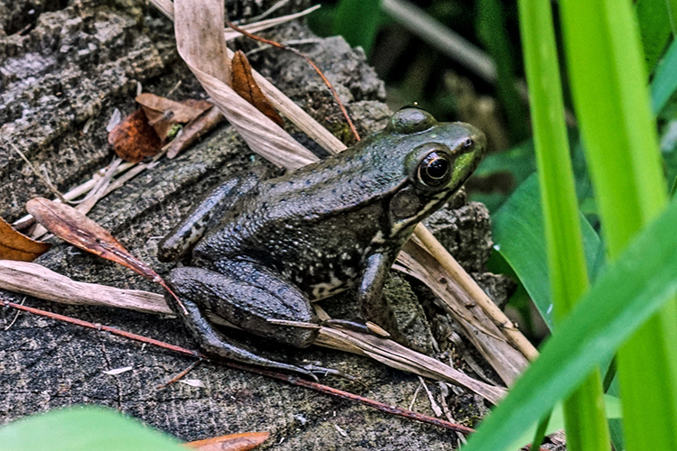 Bullfrog at Calamus Swamp Preserve in Circleville Ohio