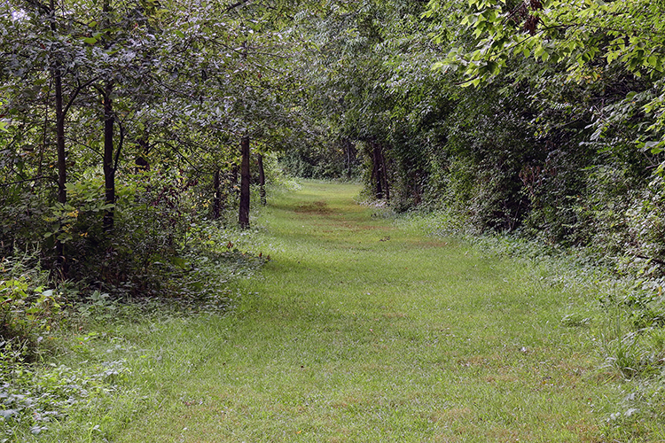Grassy trail at Calamus Swamp Preserve in Circleville Ohio