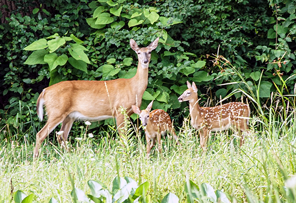 White-tailed Deer Doe and Fawns Fairfield Heritage Trail - Wetlands Lancaster Ohio Bike Path