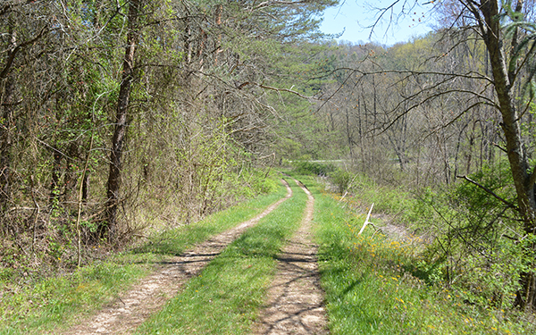 Additional Trail Located Near the Mathias and Thomas Cabins