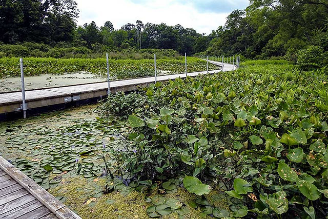 Boardwalk winds over lily pads and wetlands at Punderson State Park.