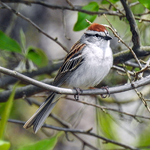 Clear Creek Metro Park - Prairie Warbler Trail and E.E. Good Prairie Loop Rockbridge Ohio Chipping Sparrow