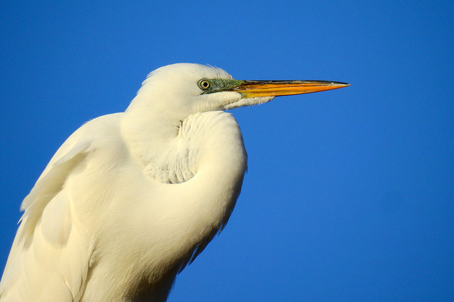 Great Egret at East Harbor State Park Campground Lakeside Marblehead Ohio
