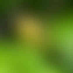 Female Orchard Oriole at Caesar Creek State Park in Wilmington Ohio